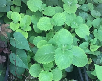Kubanischer Oregano, Breitblattthymian, Mexikanische Minze, Indische Borretschkraut-Starterpflanze - Lebende Pflanze