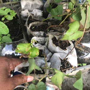 Puede incluir: Primer plano de un grupo de plantas que crecen en macetas de tela blanca. Las plantas tienen hojas verdes y están creciendo en una jaula de alambre. Una mano es visible en la esquina inferior izquierda de la imagen.