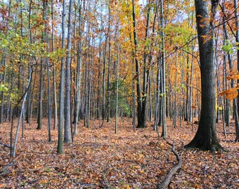 The Woods in the Fall at Huntley Meadows Park Color Photo in Virginia