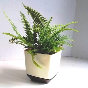 May include: A lush green fern plant potted in a square container. The planter features a cream-colored upper section and a dark brown base, with the vibrant green fronds of the fern extending outward and upward from the center of the vessel.