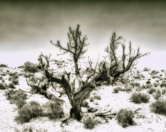 Sepia Tone Tree - Grand Staircase-Escalante National Monument