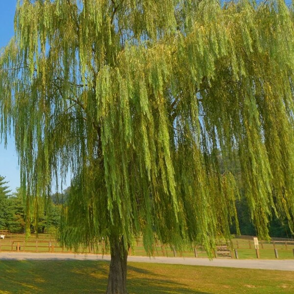 Salix Babylonica / Weeping Willow BareRoot