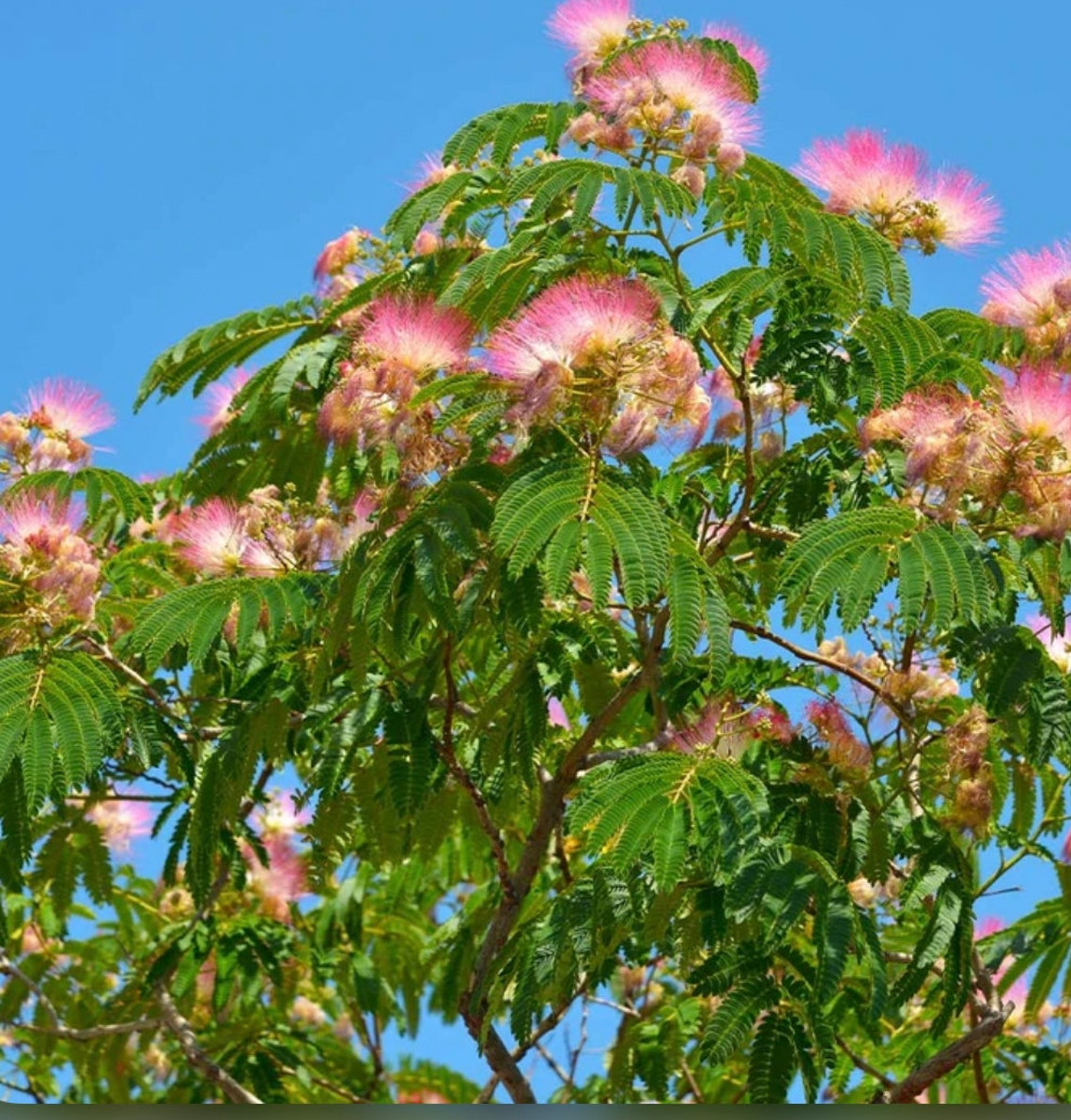 Julibrissin Persian Silk Tree / Mimosa Silk Tree Etsy Julibrissin Persian Silk Tree / Mimosa Silk Tree Etsy