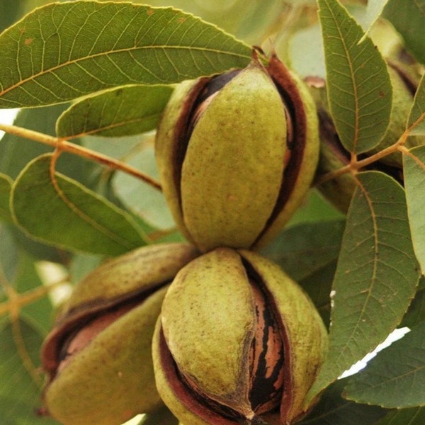 Carya illinoinensis - Hardy Pecan BareRoot Plants