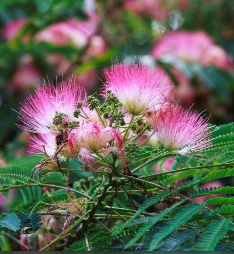 Julibrissin Persian Silk Tree / Mimosa Silk Tree Etsy
