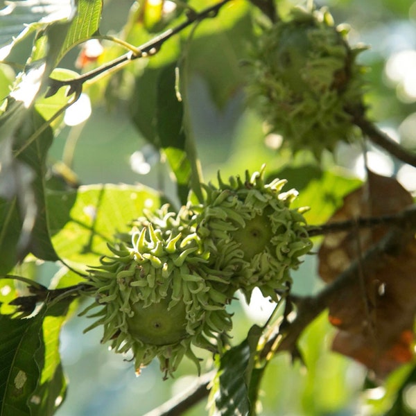 Quercus acutissima - Sawtooth Oak BareRoot Plants