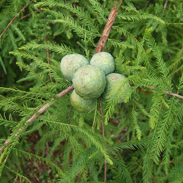 Taxodium Distichum / Bald Cypress Bare-Root