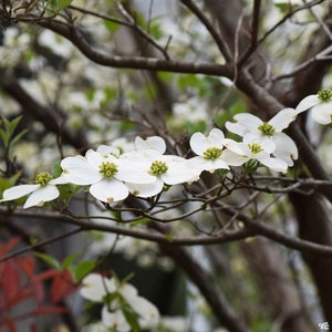 Cornus Florida / White Dogwood BareRoot Plant