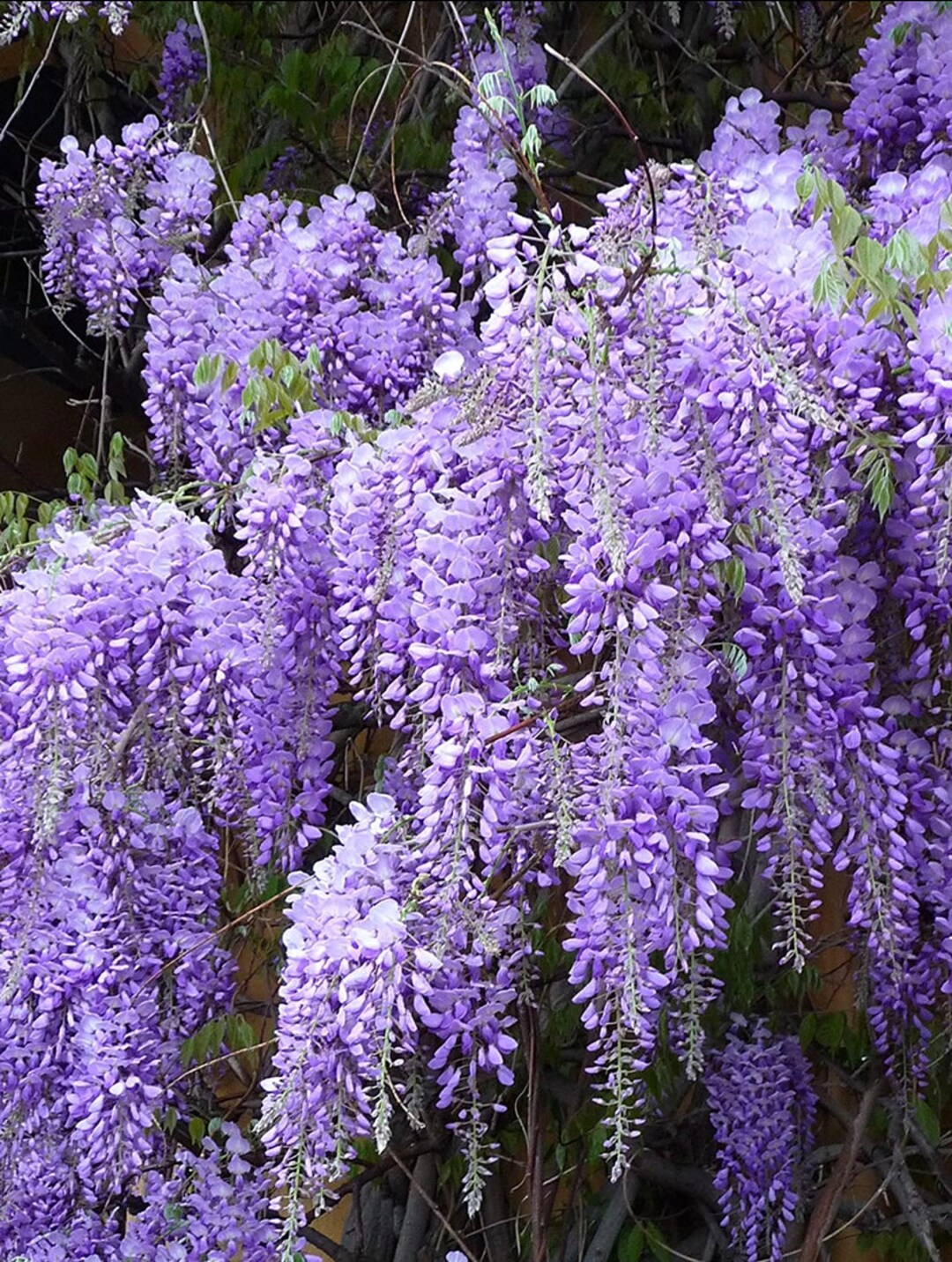 Purple Wisteria Bareroot Plants 