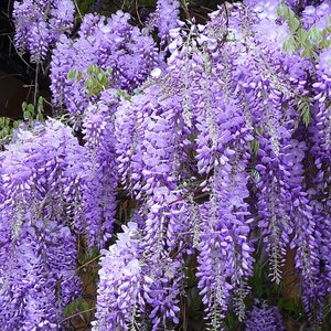 Purple Wisteria BareRoot Plants