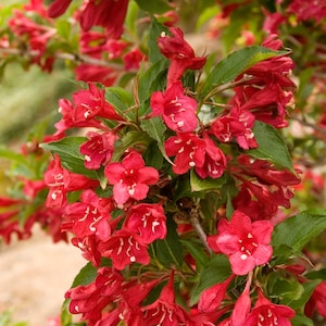 Red Prince / Red Weigela BareRoot Plants