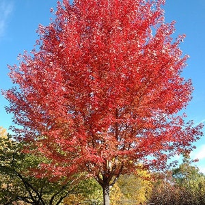 May include: A vibrant red tree with full foliage stands against a clear blue sky. The tree's leaves are a brilliant shade of red, suggesting an autumn scene. The tree is in a grassy area with other trees in the background.