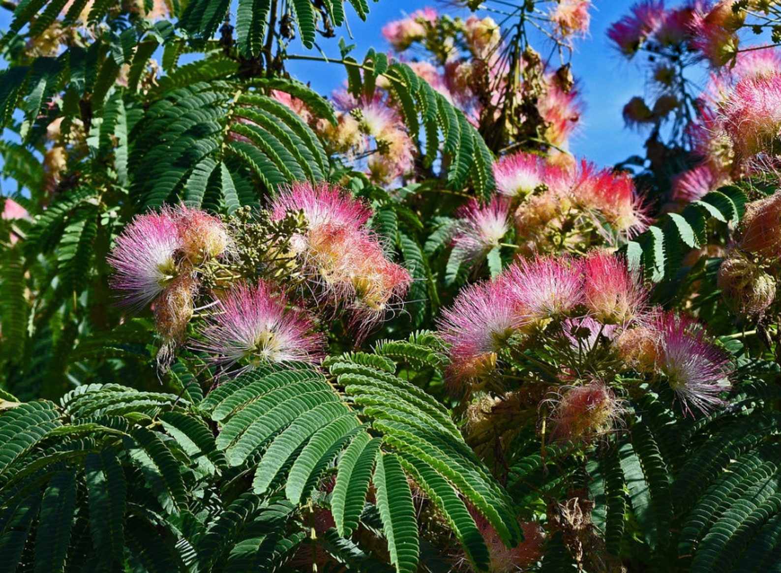 Julibrissin Persian Silk Tree / Mimosa Silk Tree Etsy Julibrissin Persian Silk Tree / Mimosa Silk Tree Etsy