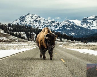 Bison Photography Print | Yellowstone National Park Wyoming Landscape Wall Decor