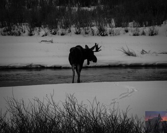 Moose Photography | Yellowstone NP | Lamar River | Black and White Photography | Wyoming Landscape Art