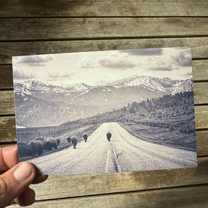 Fotografia di bisonti / Cartolina di animali / Biglietti di auguri panoramici / Parco nazionale di Yellowstone / Fotografia di animali