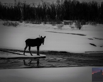 Moose Photography | Yellowstone National Park | Lamar River | Black and White Art | Landscape Photograph
