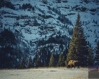 Bison Photography | Yellowstone Park | Wyoming Landscape | Bison Art | Cabin Decor