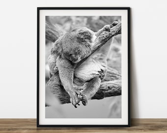 A koala sleeps on the branch, black & white animal photography. Printable wall art. Ready made to print out for any ratio.