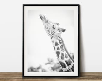 Giraffe Photography Print: Black and White Animal Wall Art (Digital Download)