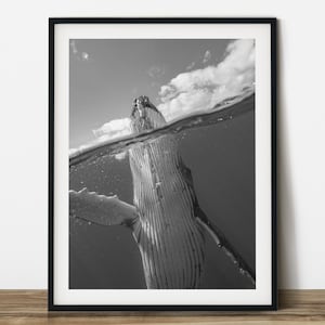 Whale print. Humpback Whale black and white animal photography.  Printable wall art. Ready made to print out for any ratio.