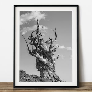 Oude Bristlecone Pine tree zwart-wit reisfotografie. Afdrukbare kunst aan de muur. Klaar om af te drukken voor elke verhouding.
