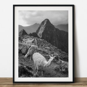 Llamas in Machu Picchu black and white travel photography.  Printable wall art. Ready made to print out for any ratio.