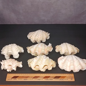 May include: A collection of seven off-white, ridged clam shells arranged in a group. A wooden ruler labelled Timbers of Australia is positioned at the bottom, showing the shells range from approximately 8 to 23 cm in width.