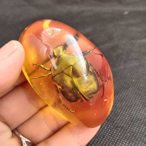 Real insect  specimens, artificial amber pendants, children's science learning tools  L969