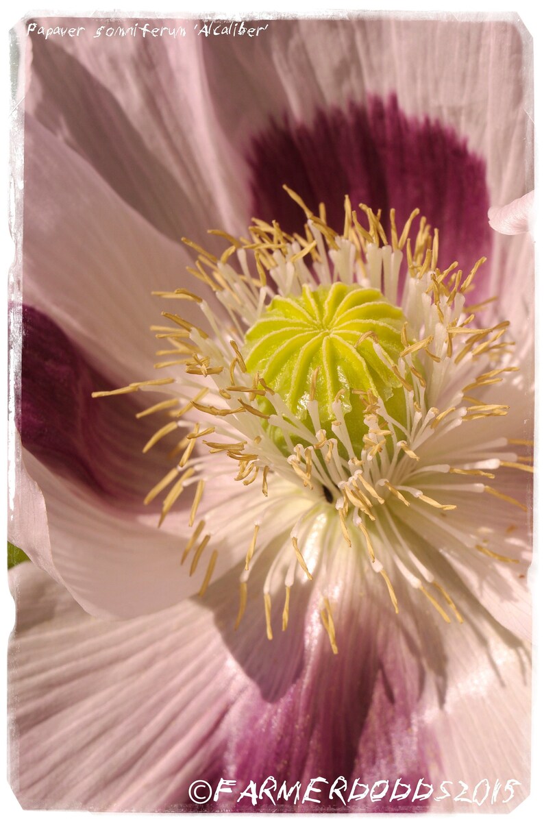 THE GIANT POPPY SOMNIFERUM GIGANTEUM 50 SEEDS PAPAVER
