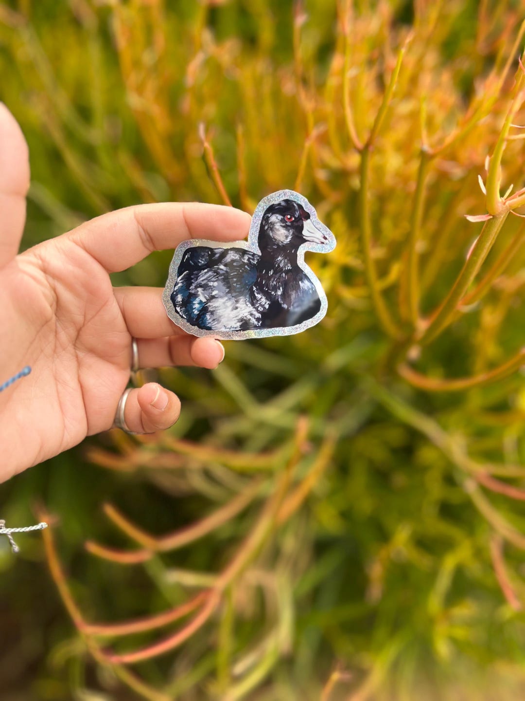 American Coot Sticker: Gouache Painting, Waterproof, Glitter - Etsy
