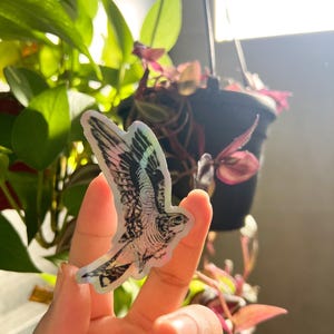 Common Nighthawk Illustration Sticker: Waterproof Holographic Nightjar Decal