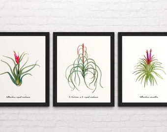 Printable Air Plant Wall Art Prints for Download, Watercolor Plant Art Prints, Downloadable Botanical Art Prints, Plant Wall Art for Prints