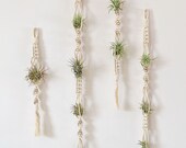 Air Plants and Air Plant Holder Set Air Plant Hanger Macrame Air Plant Hanger Unique Air Plant Display Air Plant Terrarium Plant Gift Set