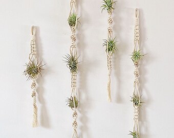 Air Plants and Air Plant Holder Set/Air Plant Hanger/Macrame Air Plant Hanger/Unique Air Plant Display/Air Plant Terrarium/Plant Gift Set