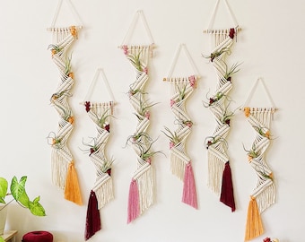 Air Plants and Air Plant Holder Set/Air Plant Hanger/Macrame Air Plant Hanger/Multiple Air Plant Display/Air Plant Terrarium/Plant Hanger