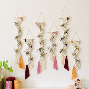 Air Plants and Air Plant Holder Set/Air Plant Hanger/Macrame Air Plant Hanger/Multiple Air Plant Display/Air Plant Terrarium/Plant Hanger