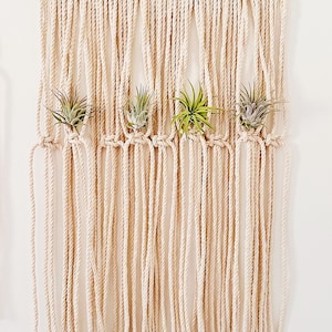 Air Plants and Air Plant Holder Set/Modern Macrame Air Plant Hanger/Unique Air Plant Display/Air Plant/Hanging Air Plant/Plant Wall Holder image 9