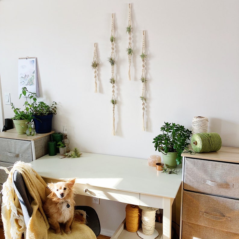May include: Five macrame plant hangers with air plants hanging from them. The hangers are made of natural twine and are hanging on a white wall. The hangers are arranged in a staggered pattern. There is a desk in the foreground with a dog sitting on a chair.