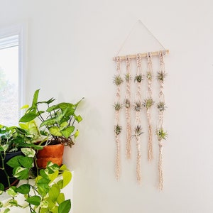 Air Plants and Air Plant Holder Set/Air Plant Hanger/Macrame Air Plant Hanger/Unique Air Plant Display/Air Plant Terrarium/Plant Hanger/Boho