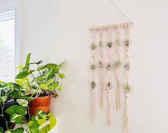 Air Plants and Air Plant Holder Set/Air Plant Hanger/Macrame Air Plant Hanger/Unique Air Plant Display/Air Plant Terrarium/Plant Hanger/Boho