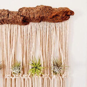 Air Plants and Air Plant Holder Set/Modern Macrame Air Plant Hanger/Unique Air Plant Display/Air Plant/Hanging Air Plant/Plant Wall Holder image 6