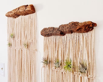 Air Plants and Air Plant Holder Set/Modern Macrame Air Plant Hanger/Unique Air Plant Display/Air Plant/Hanging Air Plant/Plant Wall Holder