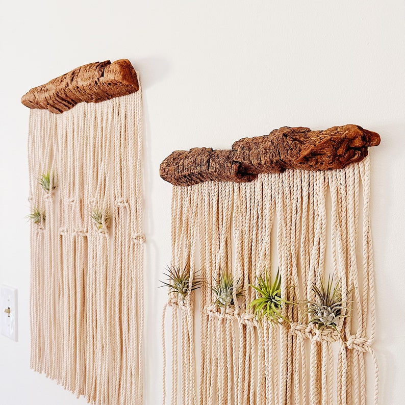 Air Plants and Air Plant Holder Set/Modern Macrame Air Plant Hanger/Unique Air Plant Display/Air Plant/Hanging Air Plant/Plant Wall Holder image 1