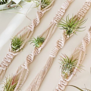 May include: Three macrame plant hangers with air plants in them. The hangers are made of natural cotton rope and have a tassel at the bottom. The air plants are green and have long, thin leaves.