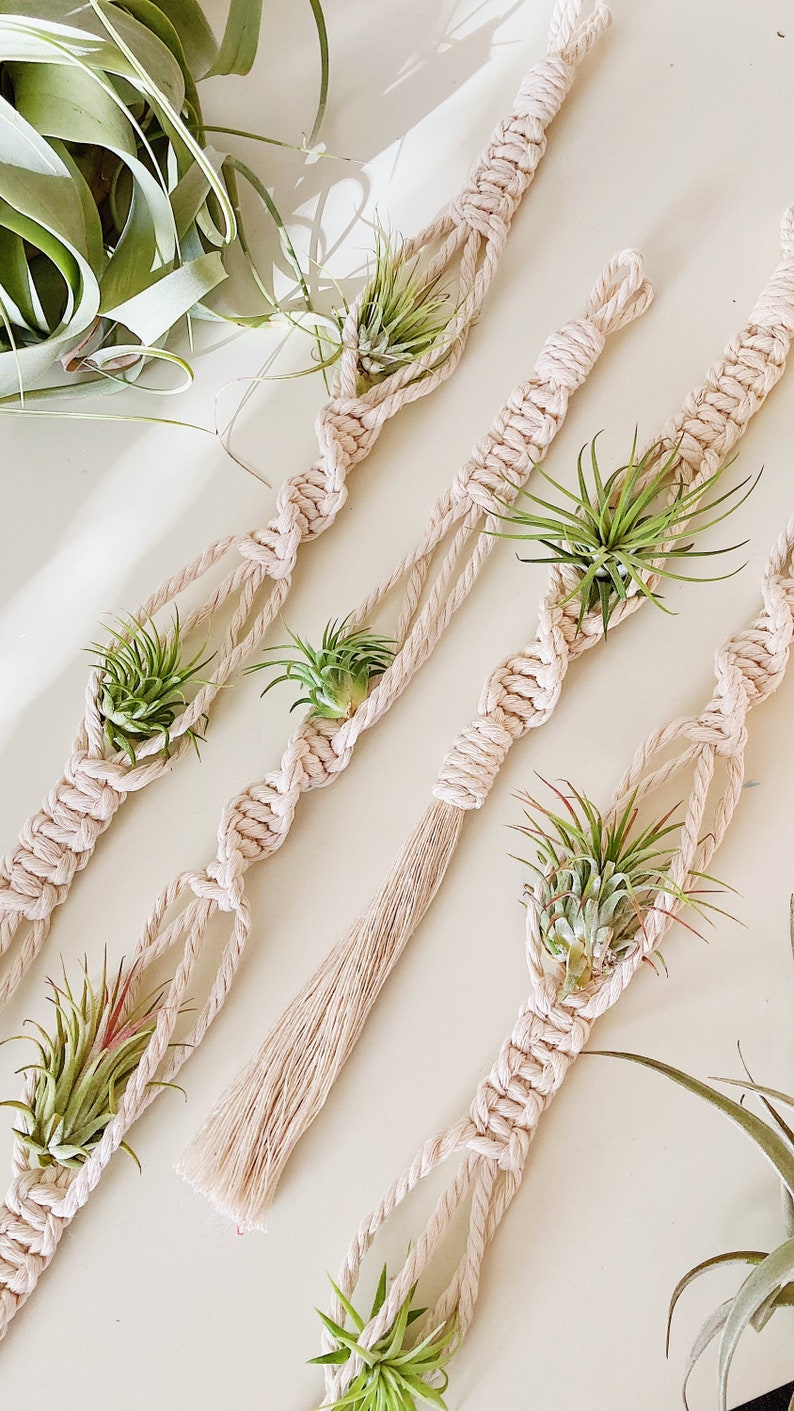 May include: Three macrame plant hangers with air plants in them. The hangers are made of natural cotton rope and have a tassel at the bottom. The air plants are green and have long, thin leaves.