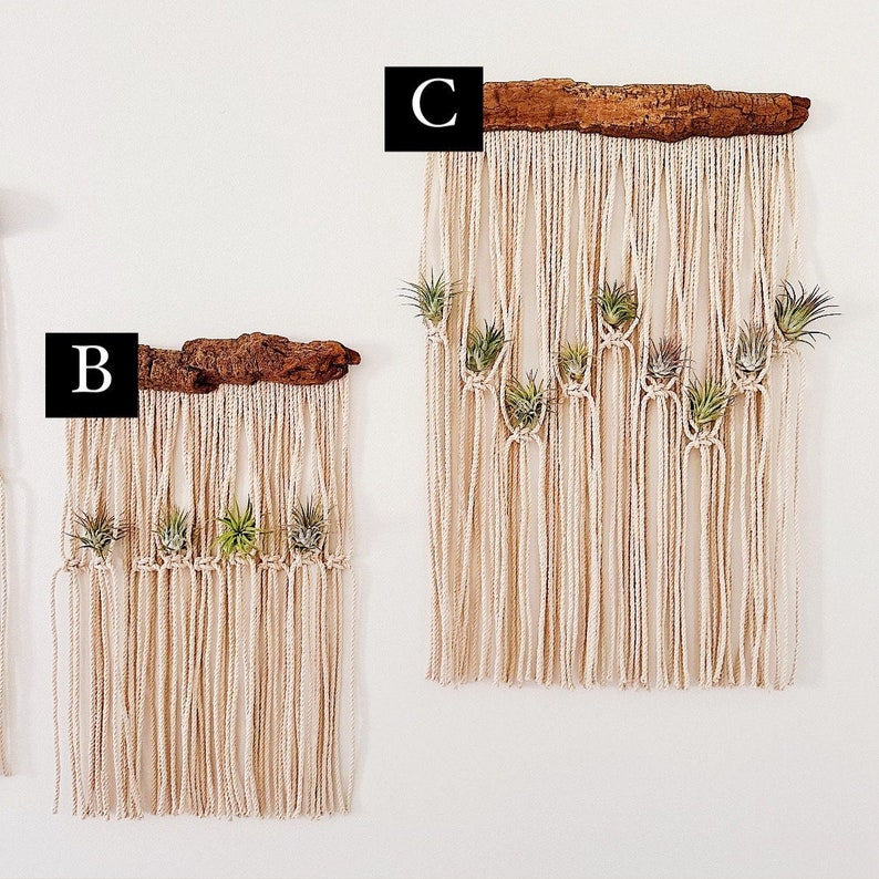 Air Plants and Air Plant Holder Set/Modern Macrame Air Plant Hanger/Unique Air Plant Display/Air Plant/Hanging Air Plant/Plant Wall Holder image 4