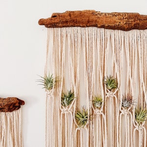 Air Plants and Air Plant Holder Set/Modern Macrame Air Plant Hanger/Unique Air Plant Display/Air Plant/Hanging Air Plant/Plant Wall Holder image 8