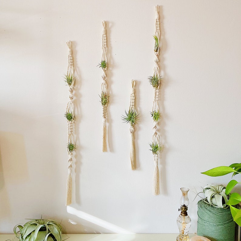 May include: Five macrame plant hangers with air plants hanging from them. The hangers are made of natural cream-colored cord and have a tassel at the bottom. The hangers are hanging on a white wall.