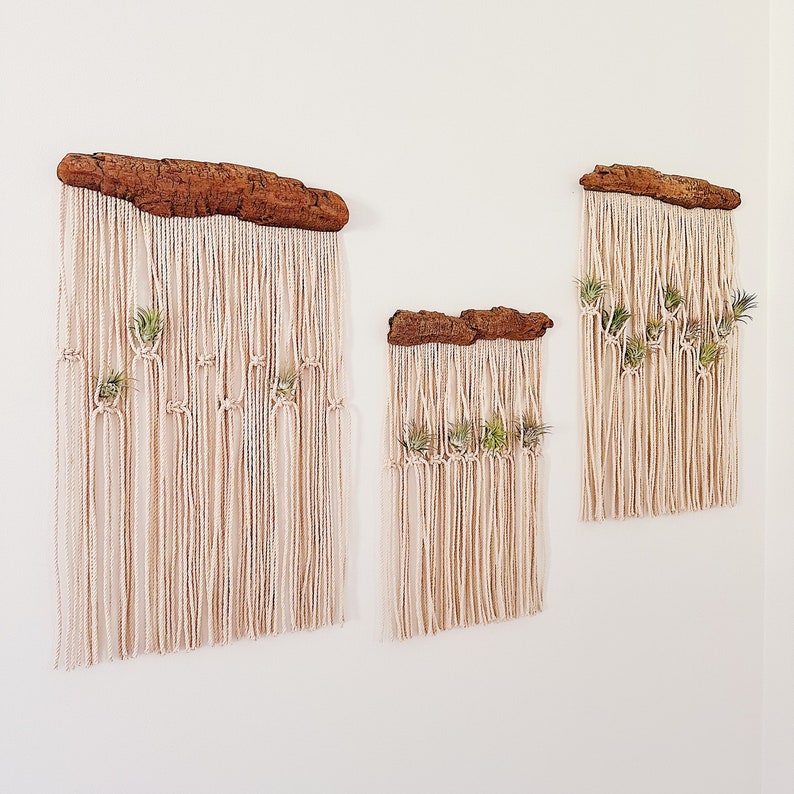 Air Plants and Air Plant Holder Set/Modern Macrame Air Plant Hanger/Unique Air Plant Display/Air Plant/Hanging Air Plant/Plant Wall Holder image 2